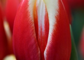 Tulipa Markant (3)